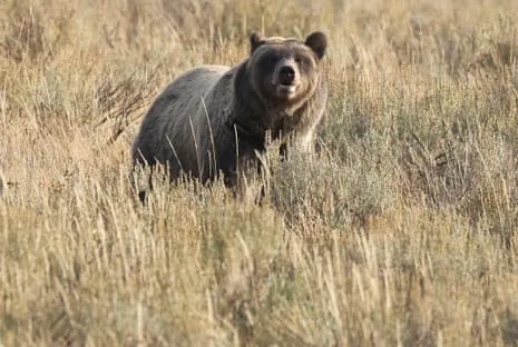 Backpacker Attacked by Grizzly in Wilderness Area Transported to Medical Facility