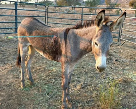Wild Ass On the Mend Following Latest Arrow Attack on Feral Donkeys in California