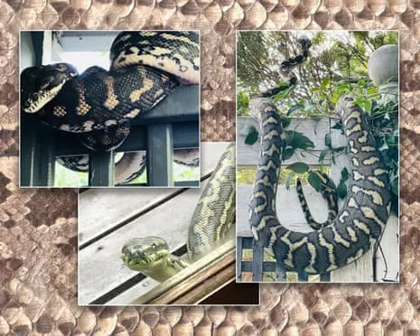 Embracing the Snakes in My Ceiling: A Transformation from Anxiety to Respect